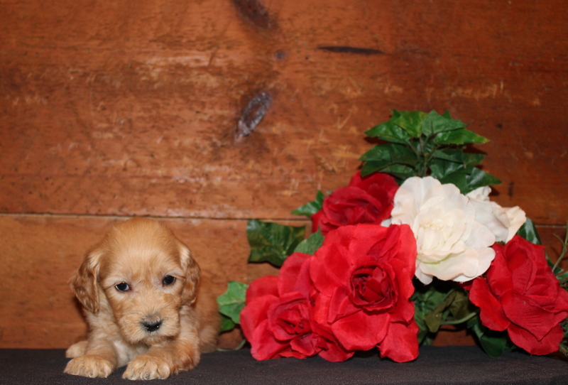 puppy, for, sale, Mini  Goldendoodle F2, Matthew B. Stoltzfus, dog, breeder, Gap, PA, dog-breeder, puppy-for-sale, forsale, nearby, find, puppyfind, locator, puppylocator, aca